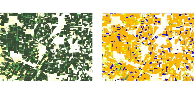 sunflower and sugar beet